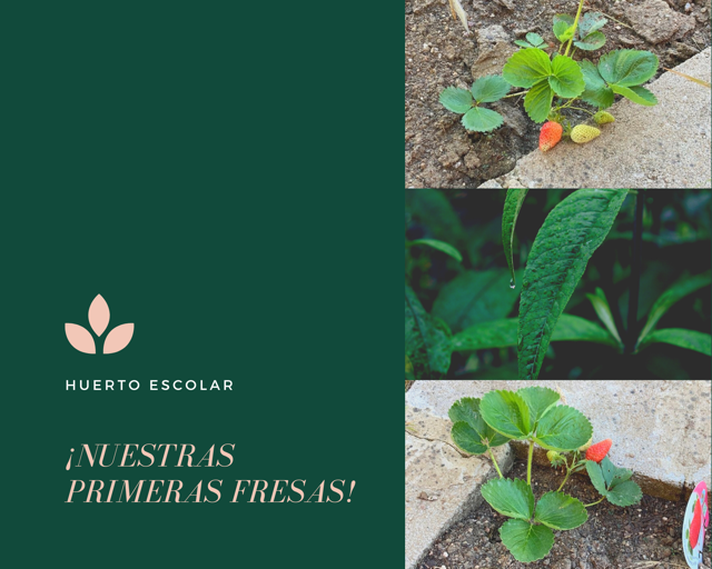 Huerto fresas